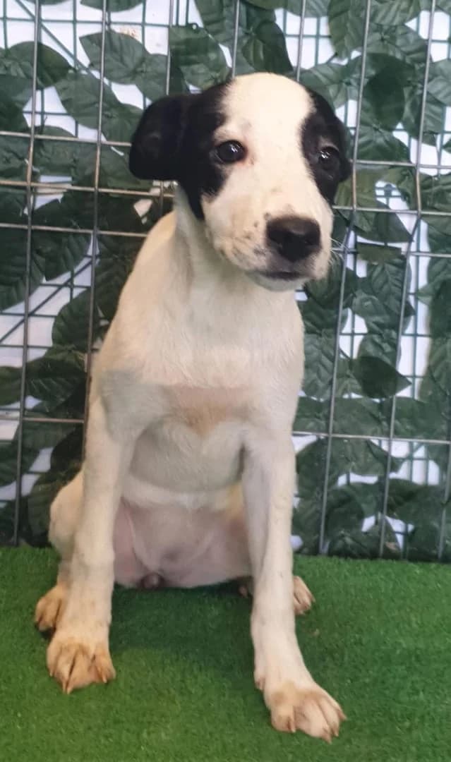 Vera, Alb female puppy Mixed Breed for adoption at ASPA București — Catalog Câini