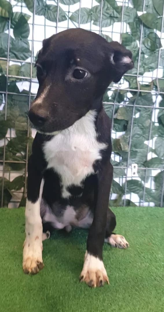 Bella, Negru female puppy Mixed Breed for adoption at ASPA București — Catalog Câini