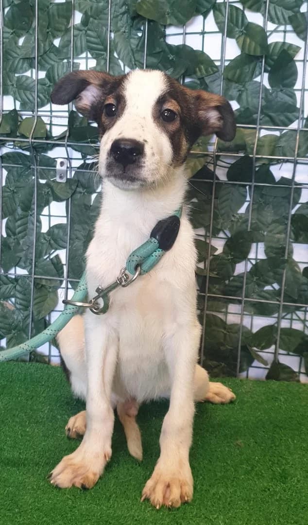 Harley, Alb male puppy Mixed Breed for adoption at ASPA București — Catalog Câini