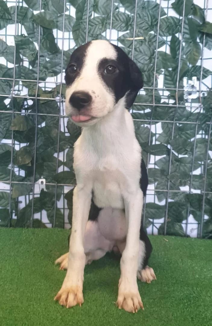 Zoe, Negru female puppy Mixed Breed for adoption at ASPA București — Catalog Câini