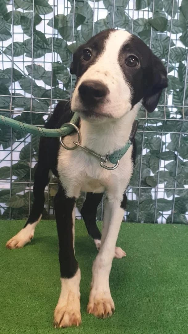 Spike, Negru male puppy Mixed Breed for adoption at ASPA București — Catalog Câini