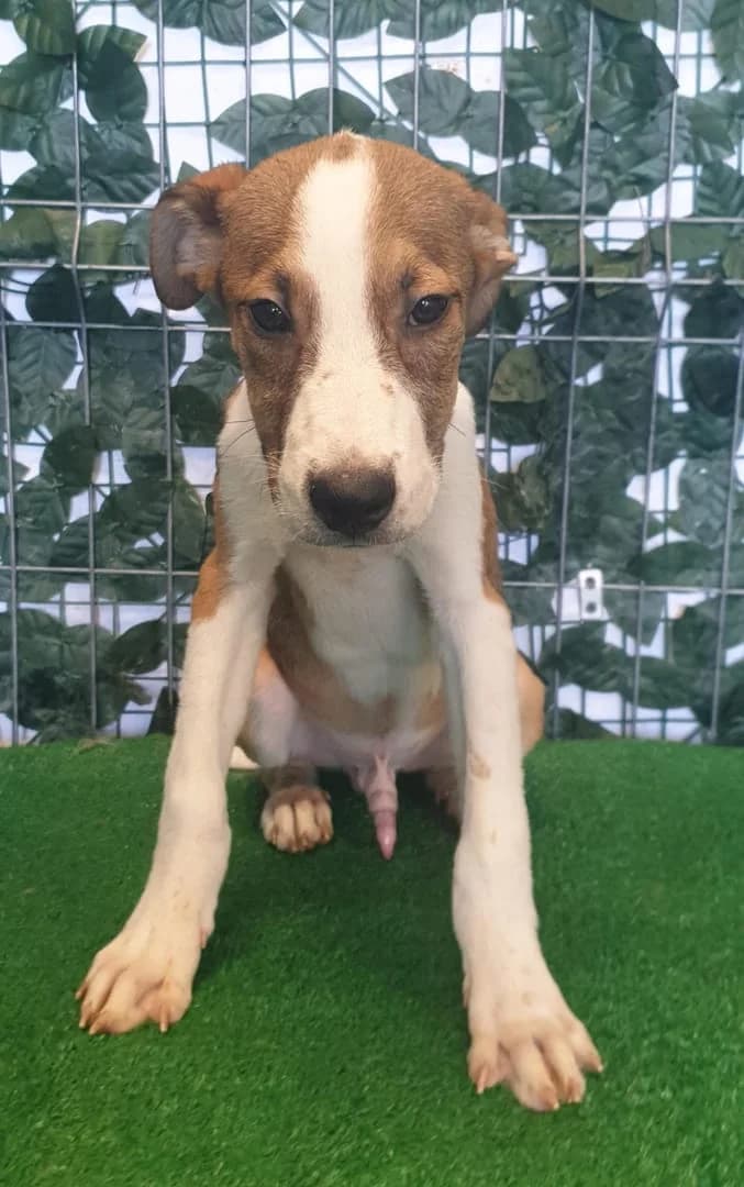 Chloe, Maro male puppy Mixed Breed for adoption at ASPA București — Catalog Câini