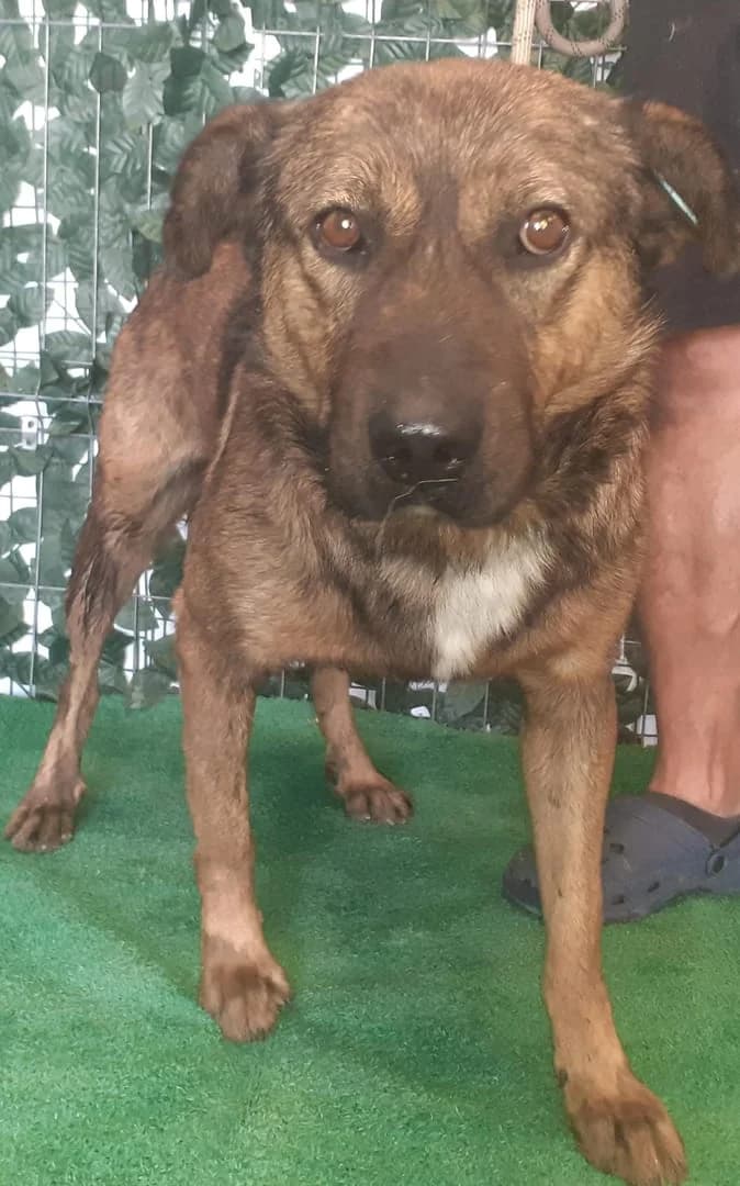 Tessa, Maro male 5yo Mixed Breed for adoption at ASPA București — Catalog Câini