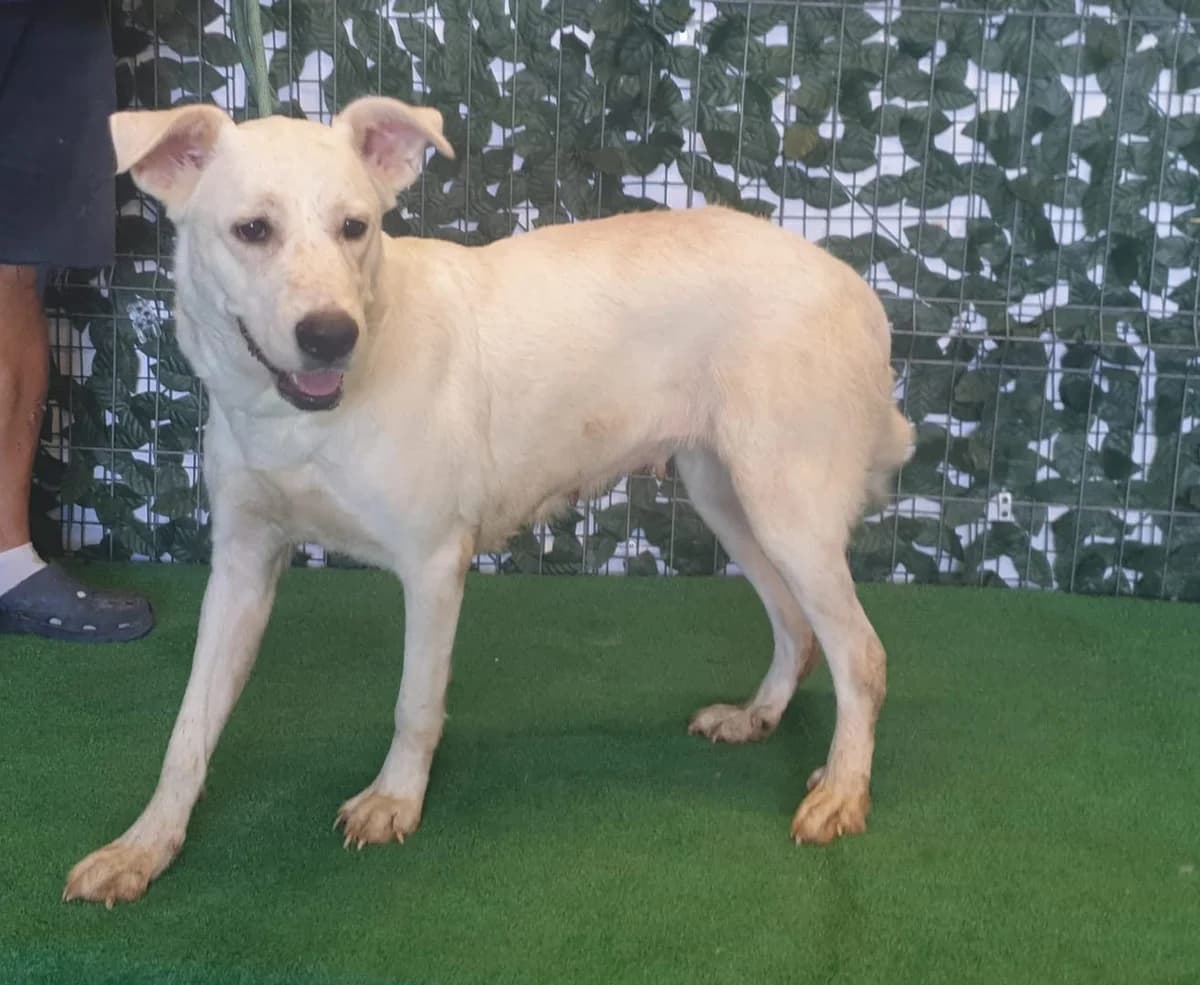 Willa, Alb female young Mixed Breed for adoption at ASPA București — Catalog Câini