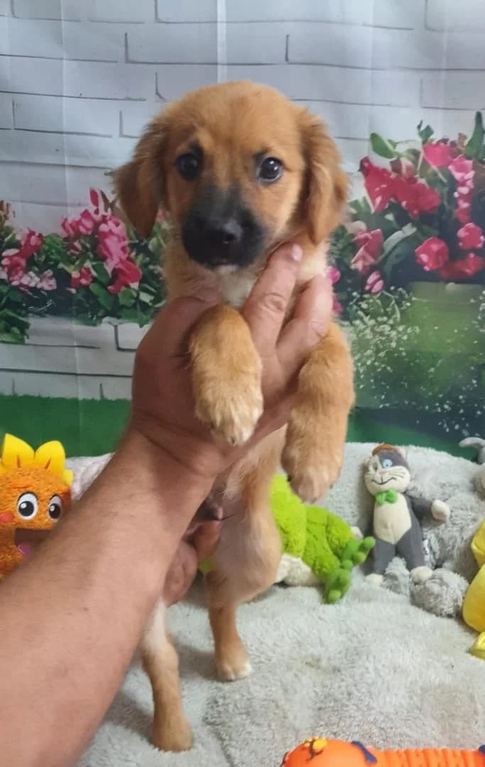 Bandit, Negru male puppy Mixed Breed for adoption at ASPA București — Catalog Câini