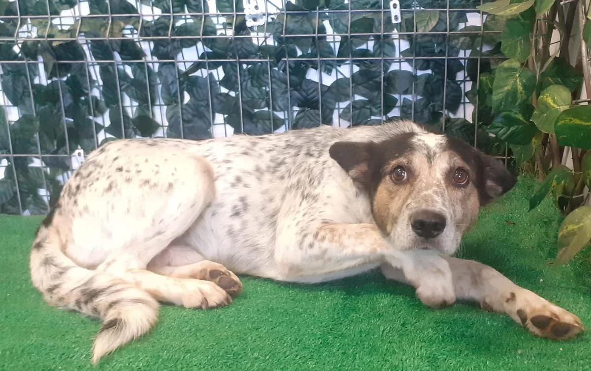 Gus, Alb male young Mixed Breed for adoption at ASPA București — Catalog Câini