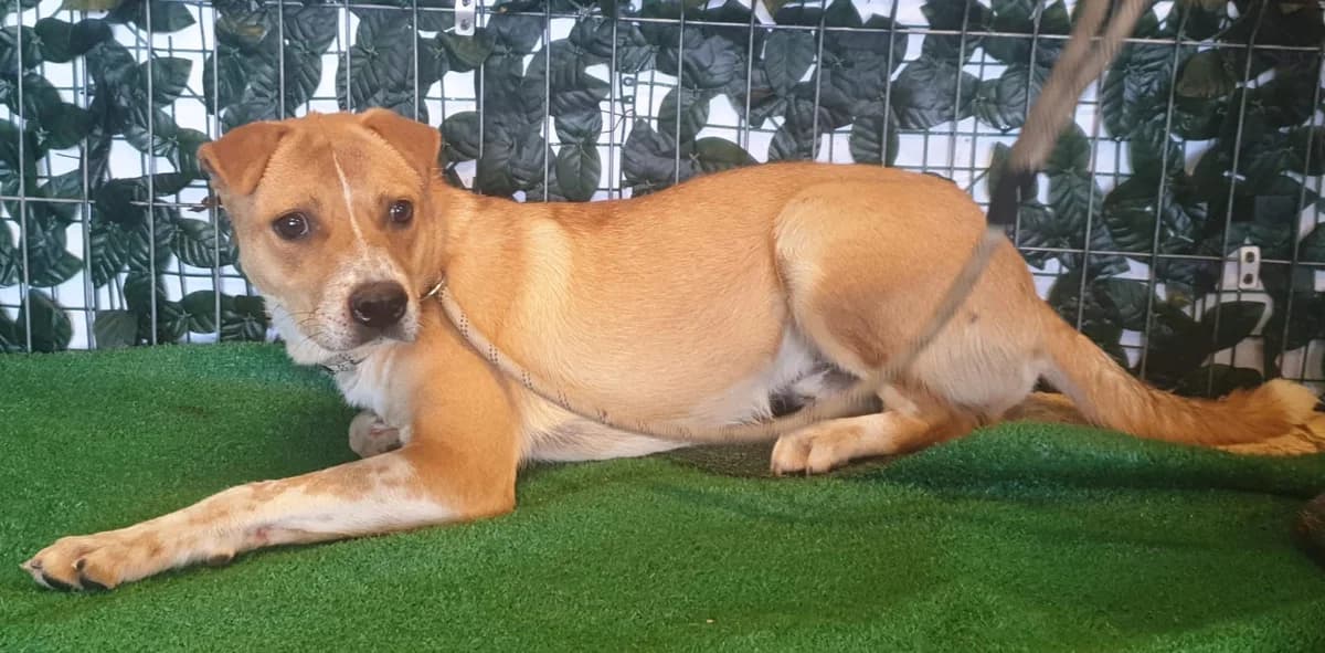 Storm, Bej male young Mixed Breed for adoption at ASPA București — Catalog Câini
