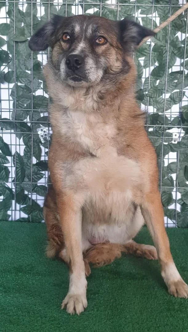 Diva, Maro female senior Mixed Breed for adoption at ASPA București — Catalog Câini