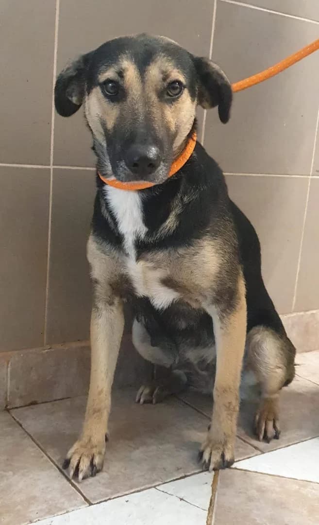 Xara, Negru female young Mixed Breed for adoption at ASPA București — Catalog Câini