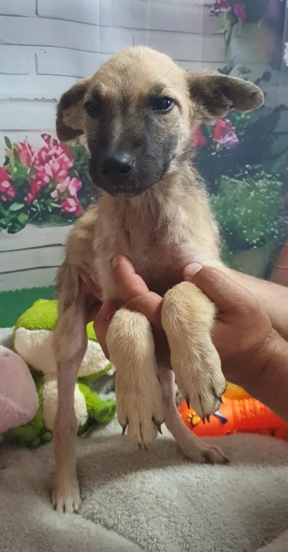 Stella, Bej female puppy Mixed Breed for adoption at ASPA București — Catalog Câini