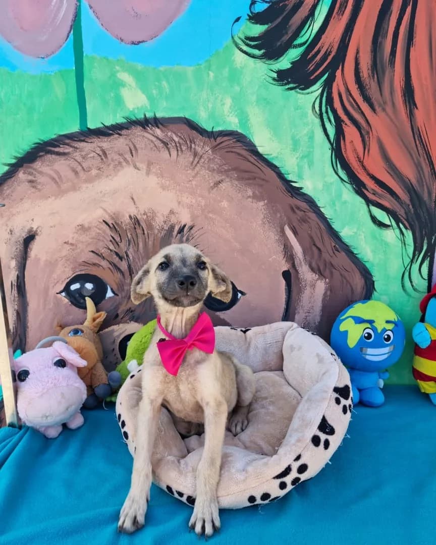 Stella, Bej female puppy Mixed Breed for adoption at ASPA București — Catalog Câini
