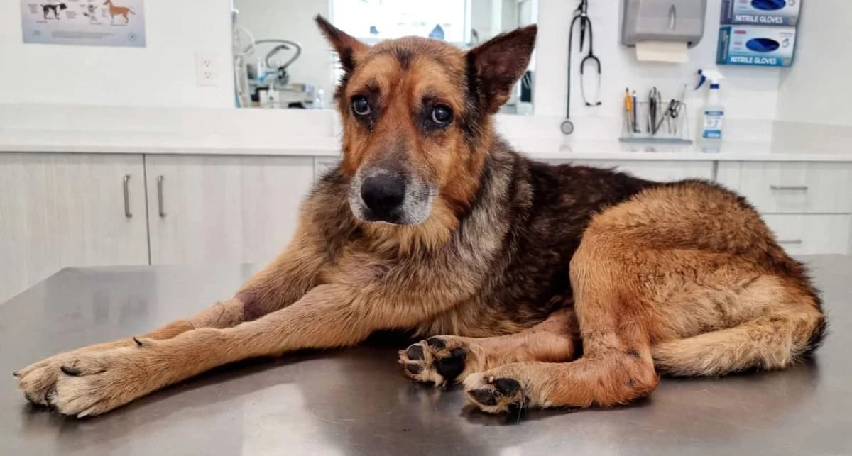 Raven, Negru male senior Mixed Breed for adoption at ASPA București — Catalog Câini