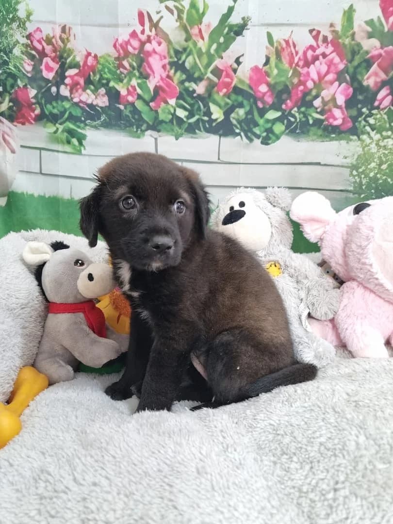 Bella, Negru female puppy Mixed Breed for adoption at ASPA București — Catalog Câini
