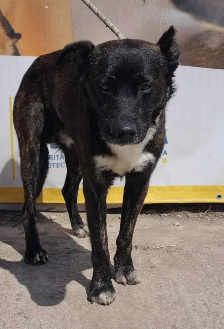 Tarzan, Negru male 4yo Mixed Breed for adoption at ASPA București — Catalog Câini
