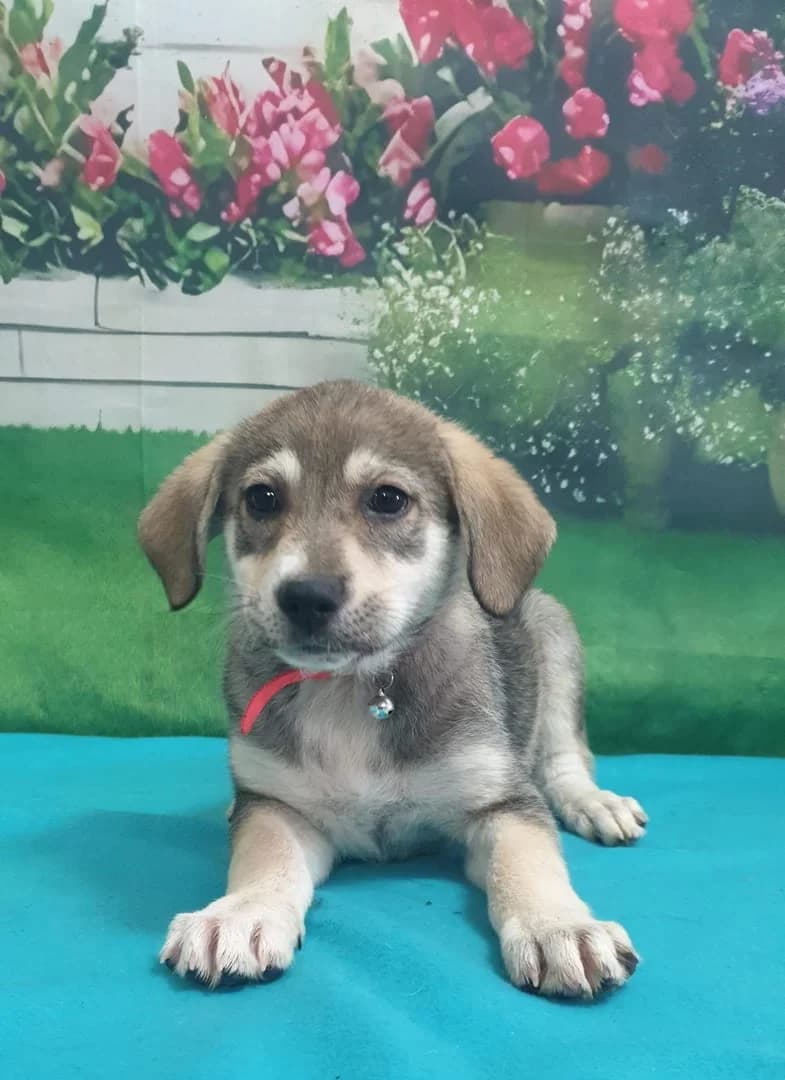 Lory, Gri female puppy Mixed Breed for adoption at ASPA București — Catalog Câini