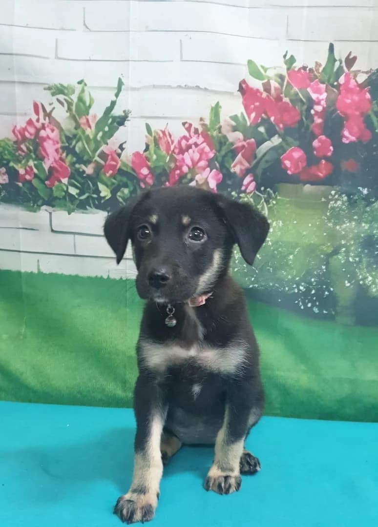 Uma, Negru female puppy Mixed Breed for adoption at ASPA București — Catalog Câini