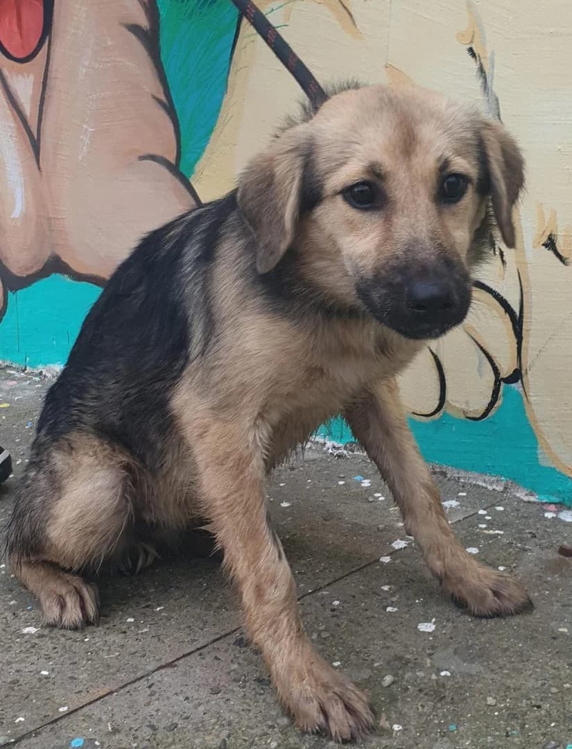Storm, Negru female puppy Mixed Breed for adoption at ASPA București — Catalog Câini