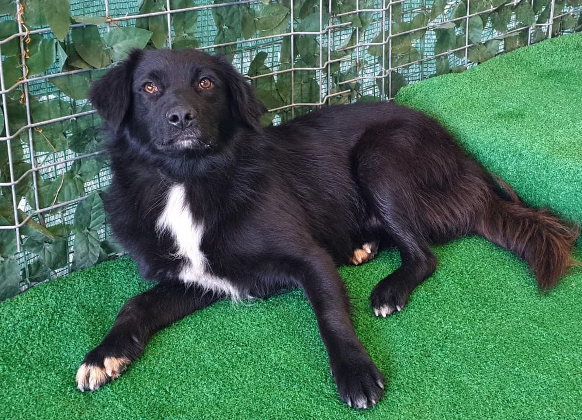 Zen, Negru male young Mixed Breed for adoption at ASPA București — Catalog Câini