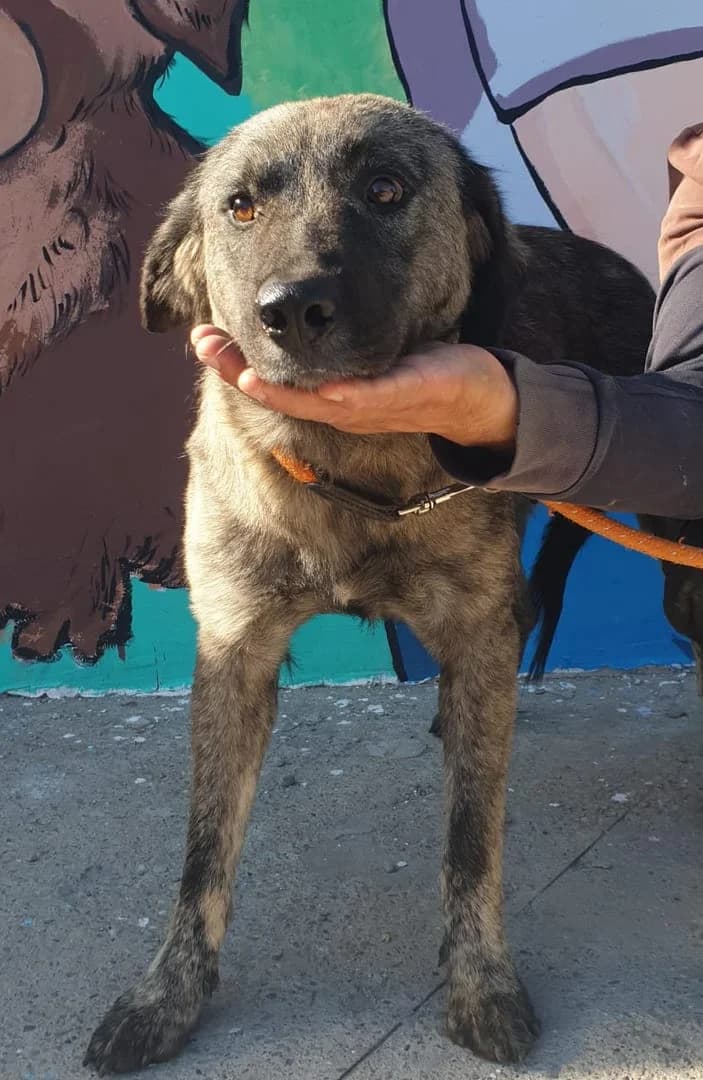Grace, Gri female young Mixed Breed for adoption at ASPA București — Catalog Câini
