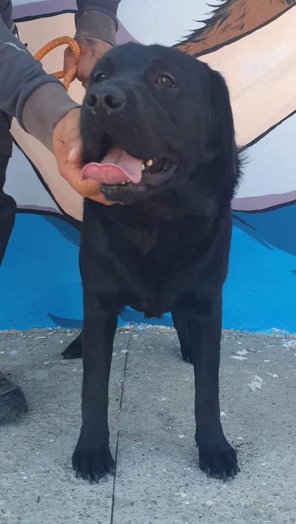 Bailey, Negru male young Mixed Breed for adoption at ASPA București — Catalog Câini