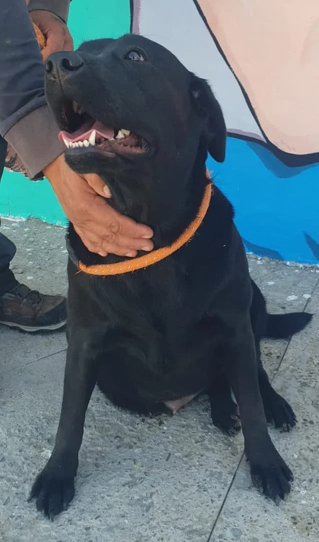 Rosie, Negru female young Mixed Breed for adoption at ASPA București — Catalog Câini