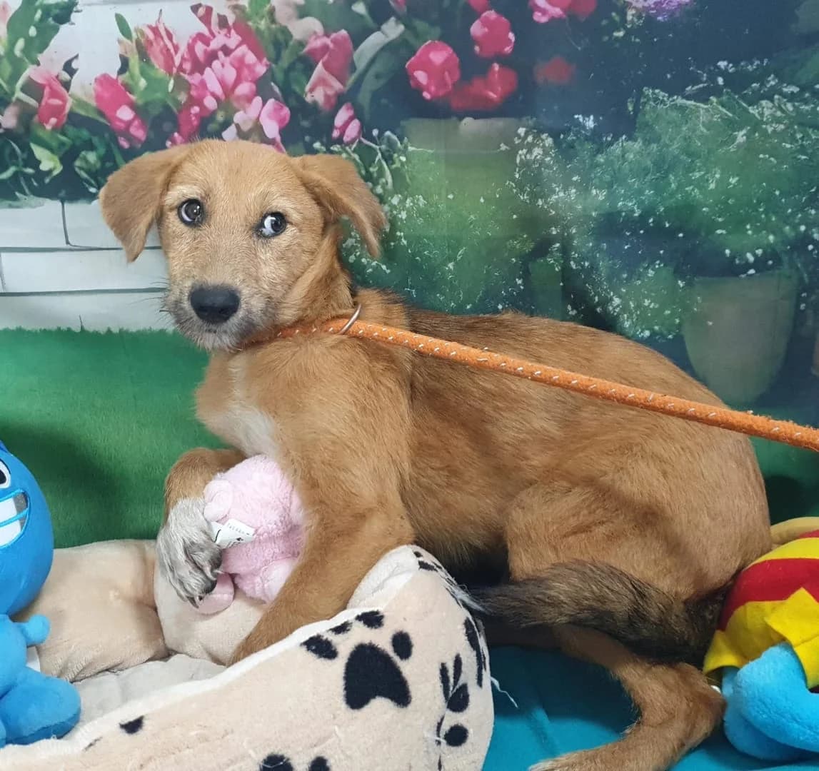 Freya, Roșcat female puppy Mixed Breed for adoption at ASPA București — Catalog Câini