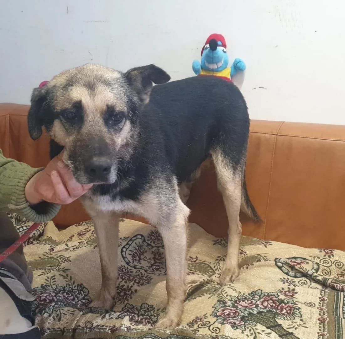 Gus, Negru male senior Mixed Breed for adoption at ASPA București — Catalog Câini