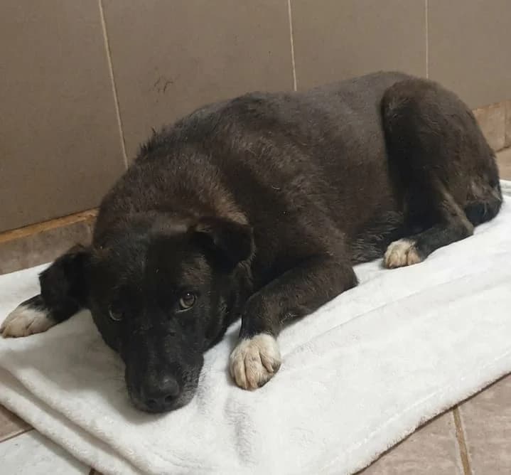 Nora, Negru female senior Mixed Breed for adoption at ASPA București — Catalog Câini
