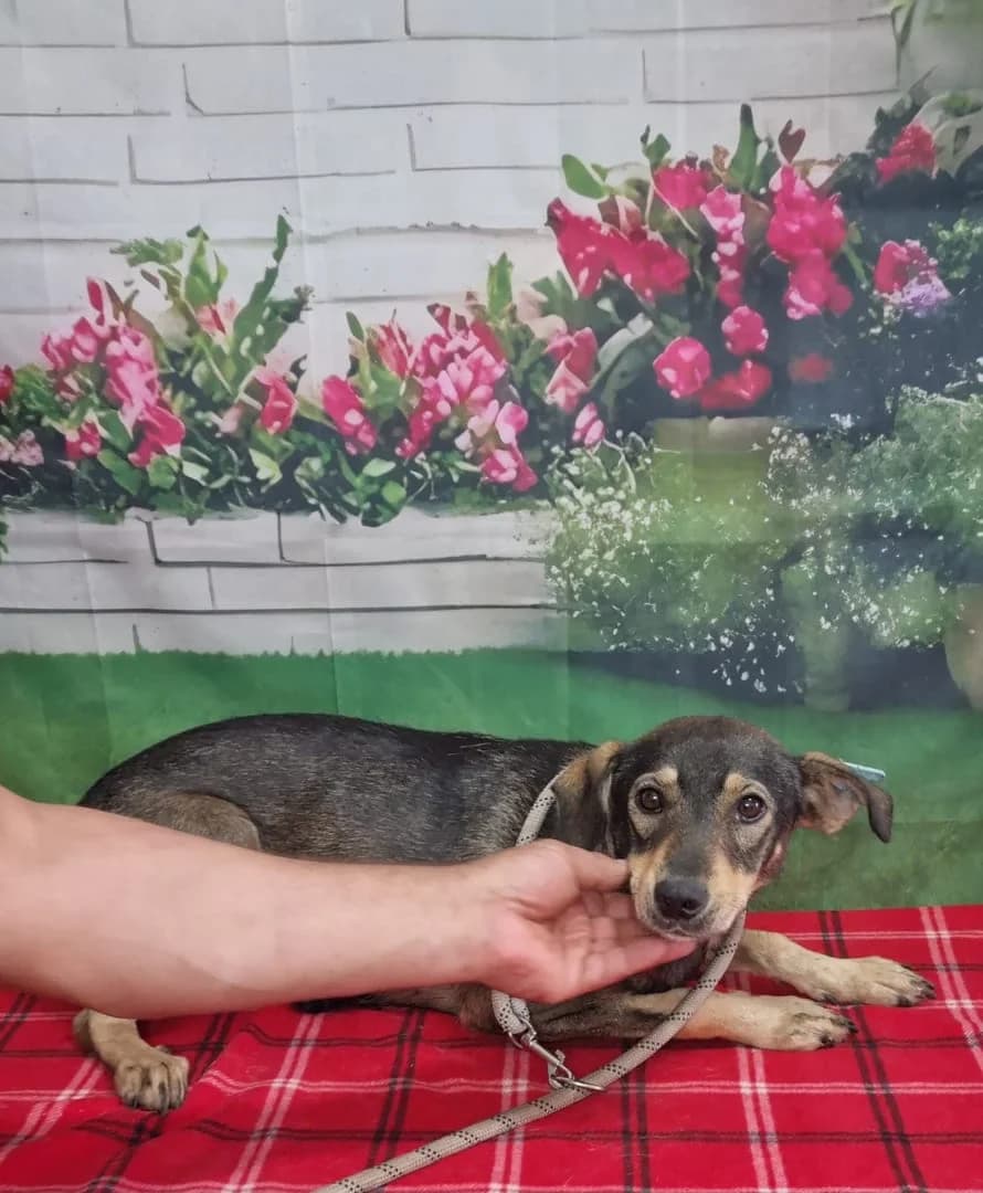 Carla, Gri female young Mixed Breed for adoption at ASPA București — Catalog Câini
