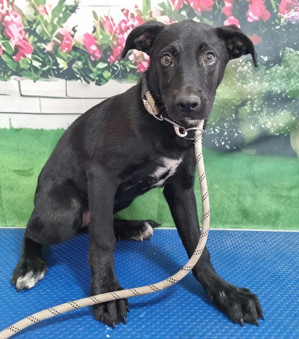 Monica, Negru female puppy Mixed Breed for adoption at ASPA București — Catalog Câini