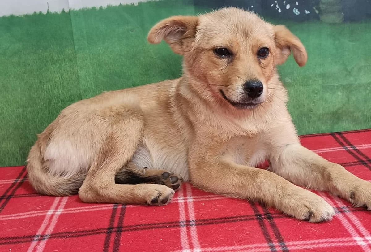 Ilinca, Roșcat female puppy Mixed Breed for adoption at ASPA București — Catalog Câini