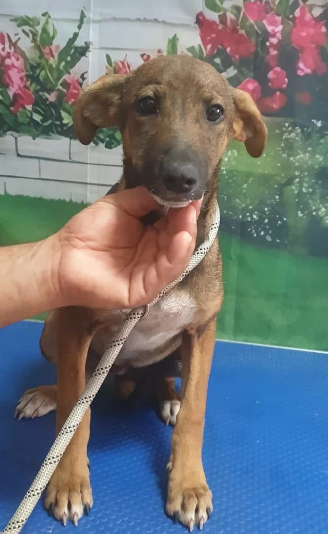 Mia, Maro female puppy Mixed Breed for adoption at ASPA București — Catalog Câini