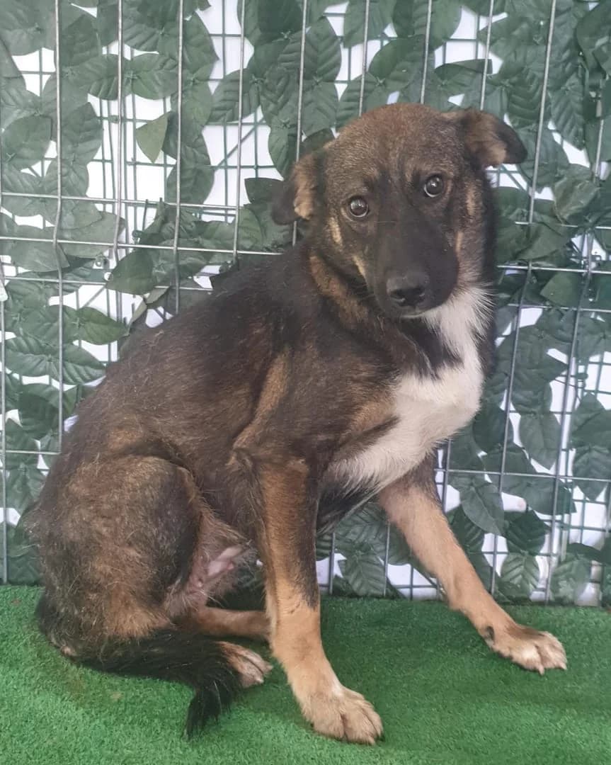 Penny, Negru female young Mixed Breed for adoption at ASPA București — Catalog Câini