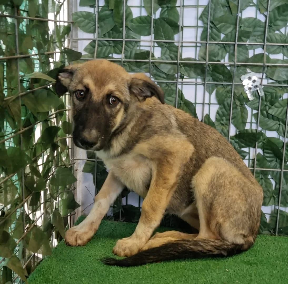 Diva, Bej female puppy Mixed Breed for adoption at ASPA București — Catalog Câini