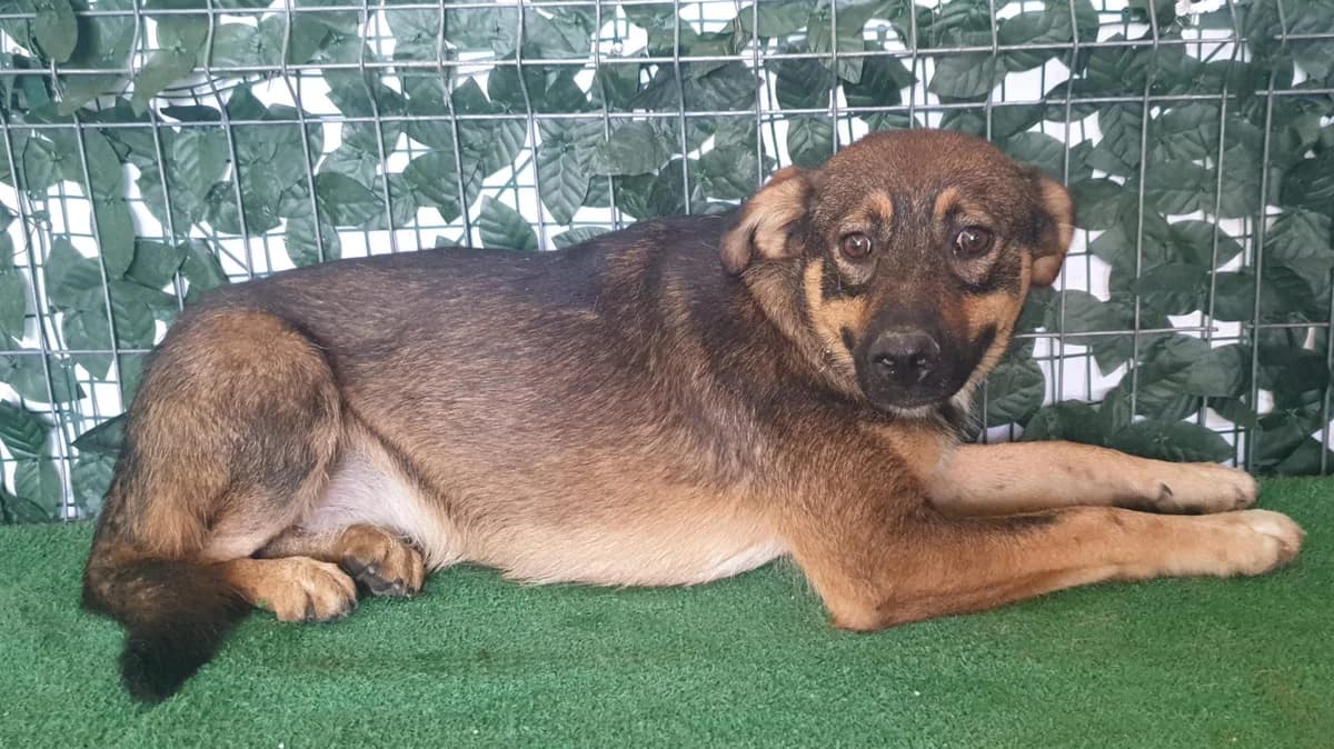 Cooper, Maro male young Mixed Breed for adoption at ASPA București — Catalog Câini