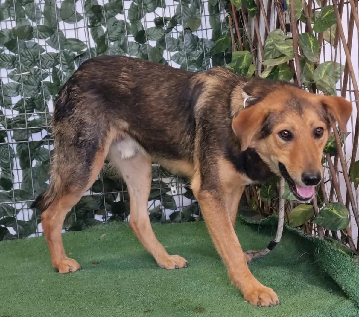 Kevin, Negru male young Mixed Breed for adoption at ASPA București — Catalog Câini