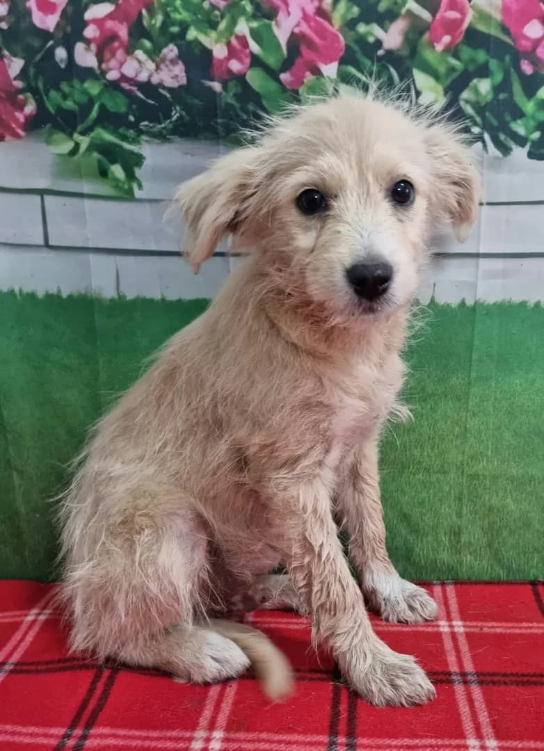 Albert, Crem male puppy Mixed Breed for adoption at ASPA București — Catalog Câini