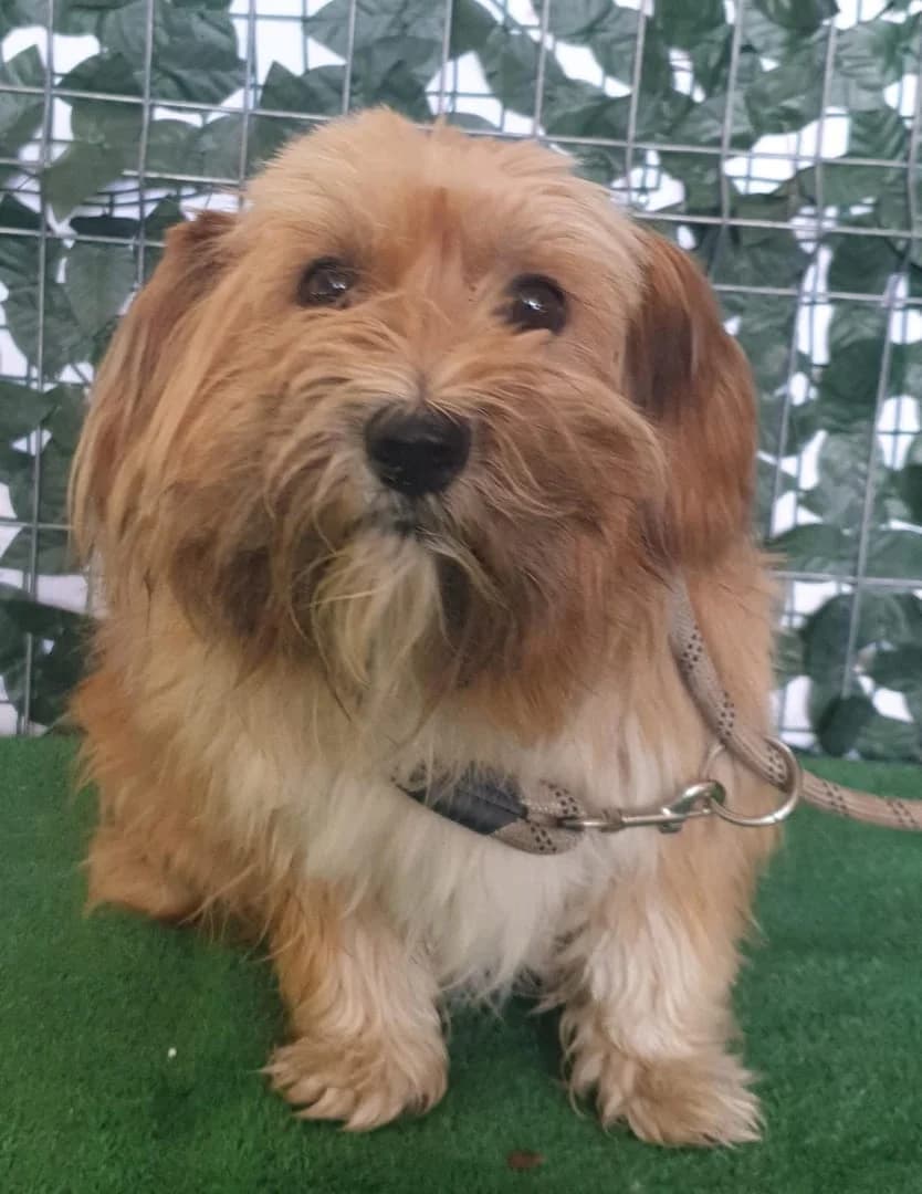 Iris, Maro female 5yo Mixed Breed for adoption at ASPA București — Catalog Câini