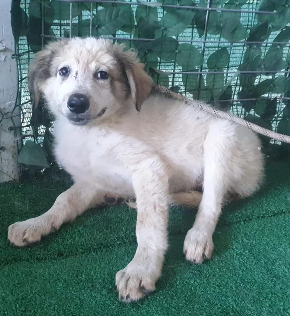 Athena, Alb female puppy Mixed Breed for adoption at ASPA București — Catalog Câini