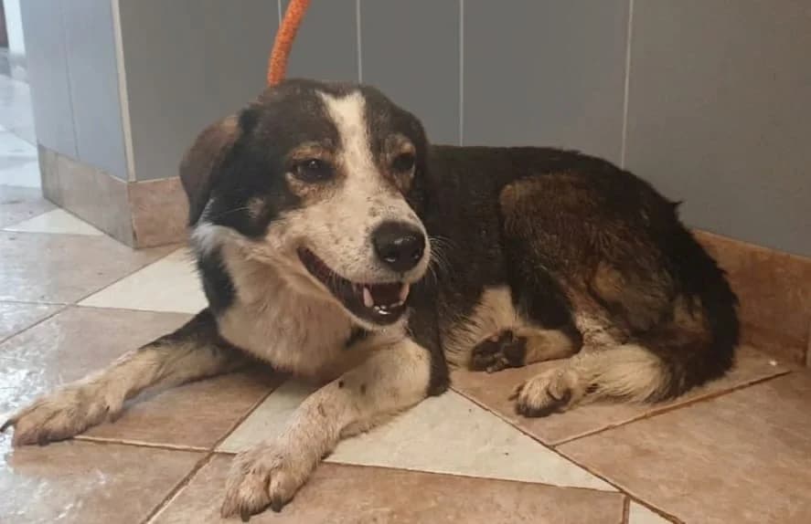 Diego, Negru male 4yo Mixed Breed for adoption at ASPA București — Catalog Câini