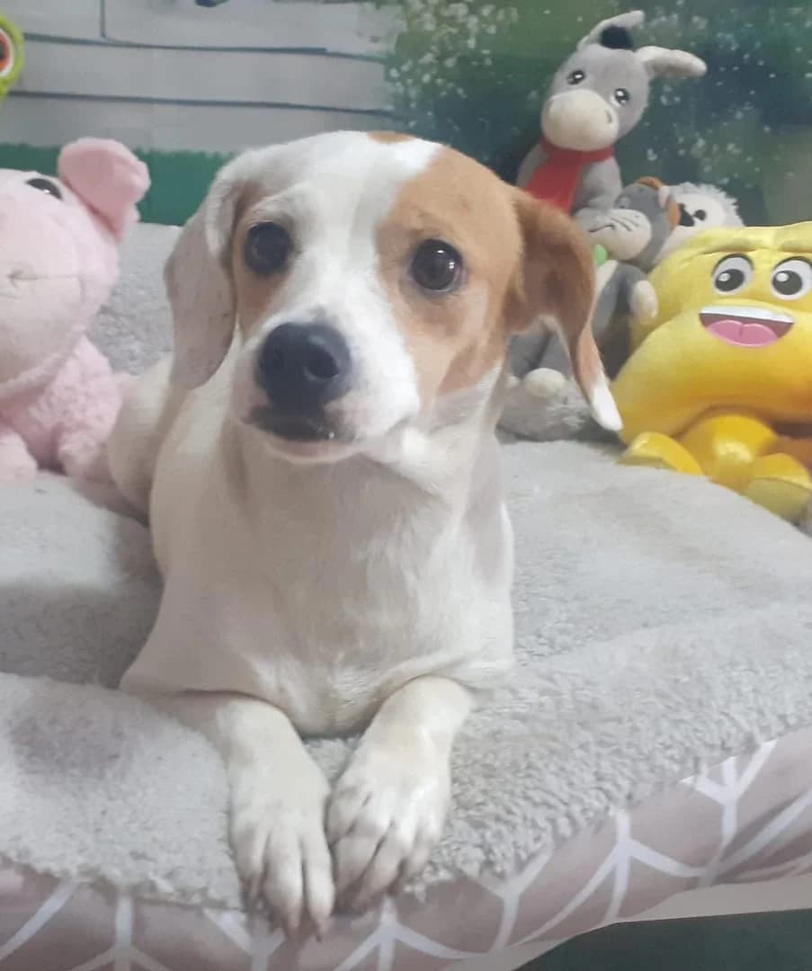 Letiția, Alb female young Mixed Breed for adoption at ASPA București — Catalog Câini