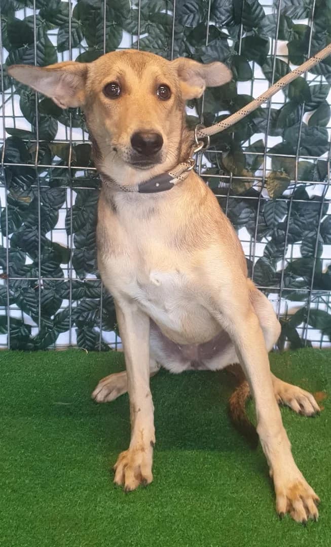 Zoey, Bej female young Mixed Breed for adoption at ASPA București — Catalog Câini