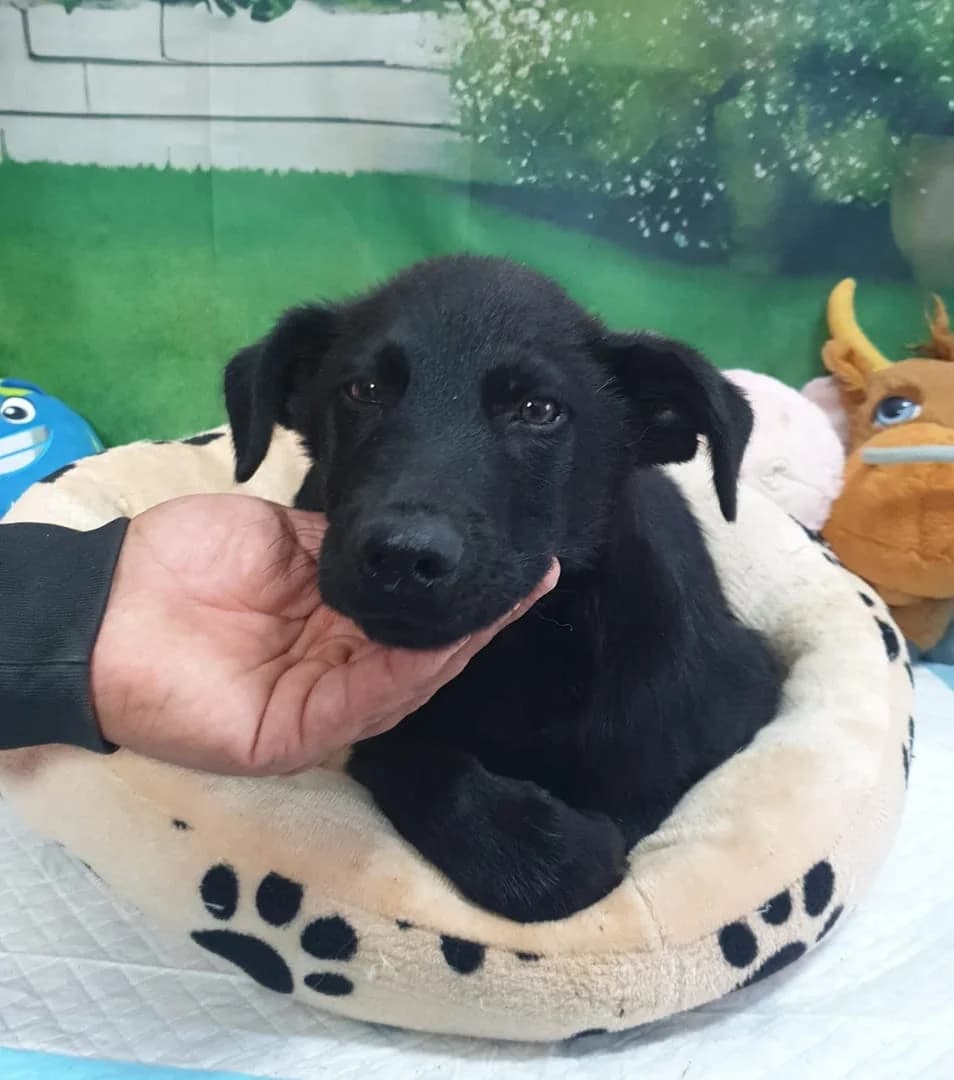 Phoenix, Negru male puppy Mixed Breed for adoption at ASPA București — Catalog Câini