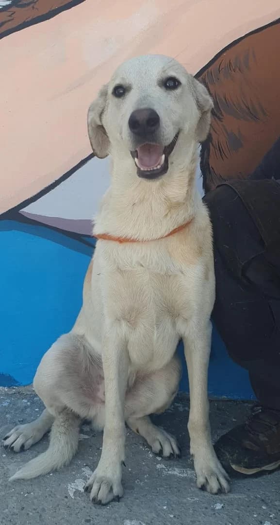 Toby, Alb male young Mixed Breed for adoption at ASPA București — Catalog Câini
