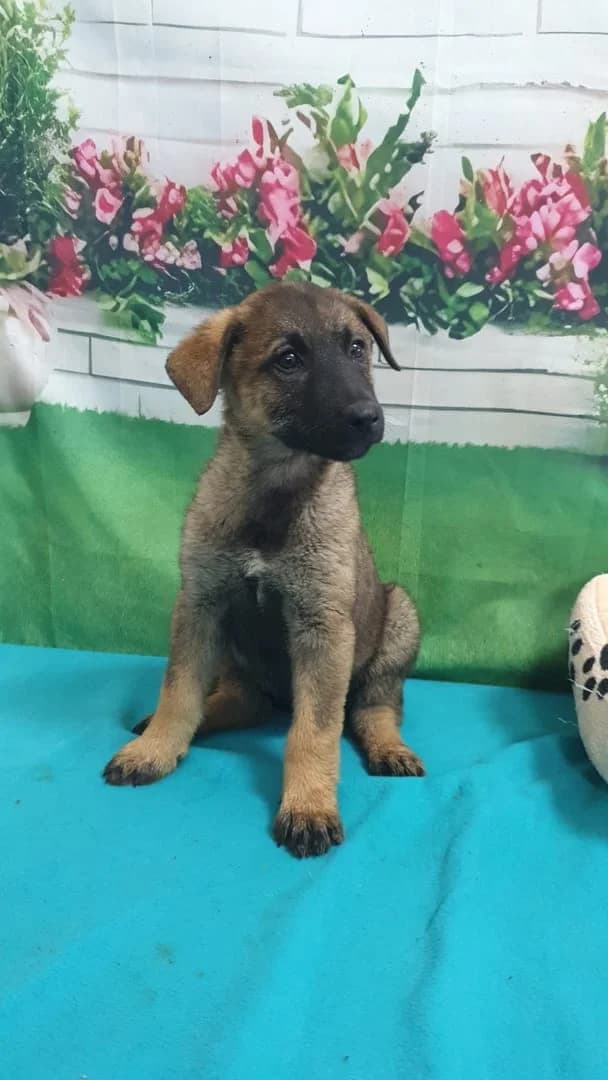 Jessy, Bej female puppy Mixed Breed for adoption at ASPA București — Catalog Câini