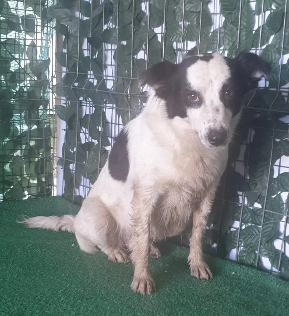 Lilly, Alb female young Mixed Breed for adoption at ASPA București — Catalog Câini