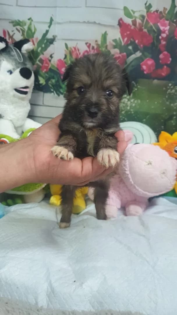 Willa, Gri female puppy Mixed Breed for adoption at ASPA București — Catalog Câini