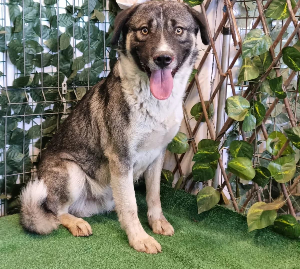 Ryder, Gri male young Mixed Breed for adoption at ASPA București — Catalog Câini
