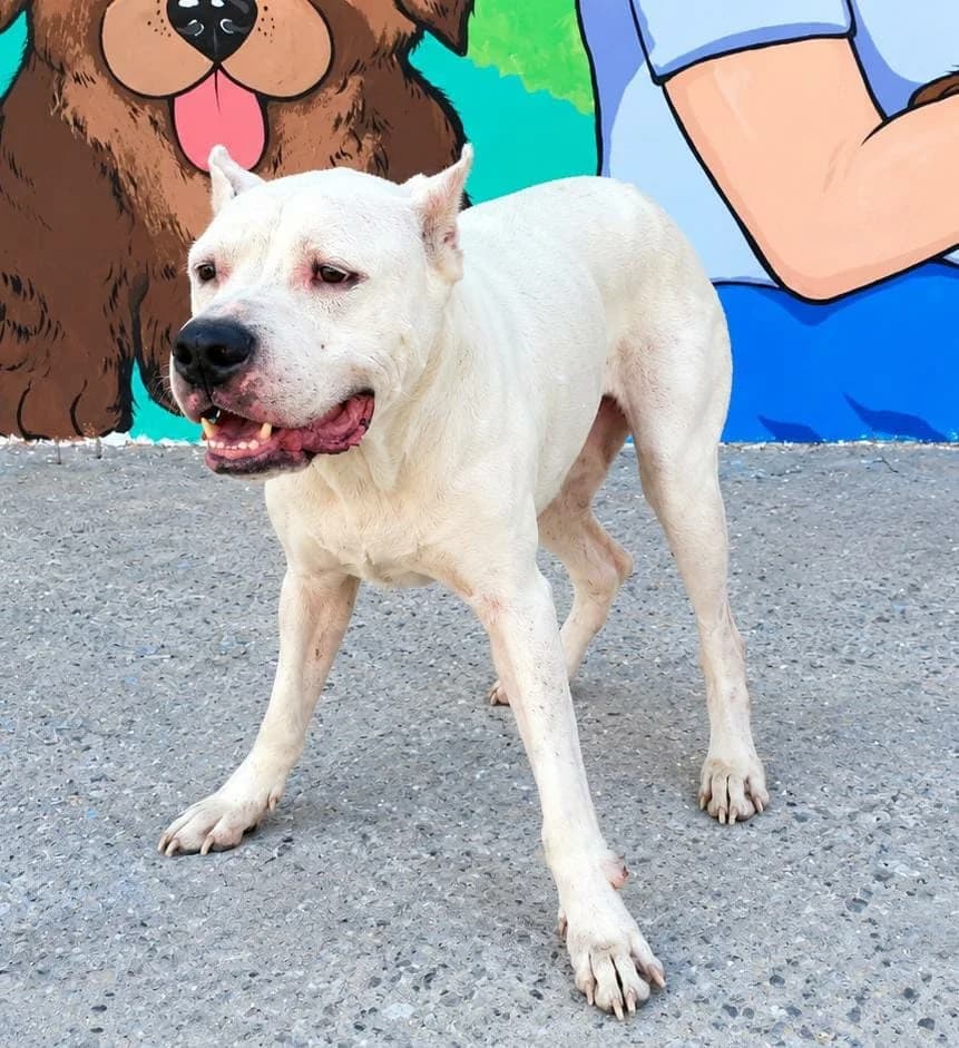 Zac, Alb male 7yo Mixed Breed for adoption at ASPA București — Catalog Câini