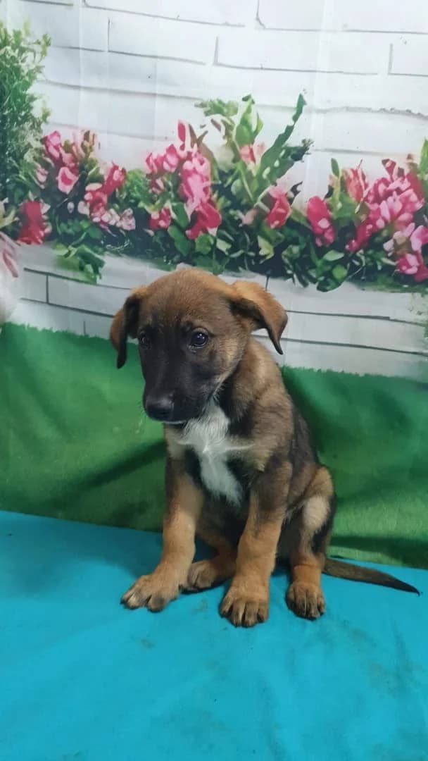 Titan, Maro male puppy Mixed Breed for adoption at ASPA București — Catalog Câini